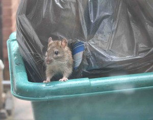 Eine Ratte schaut aus dem Müllcontainer.