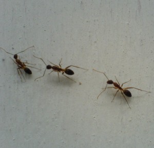 Ameisen laufen über eine Hauswand.